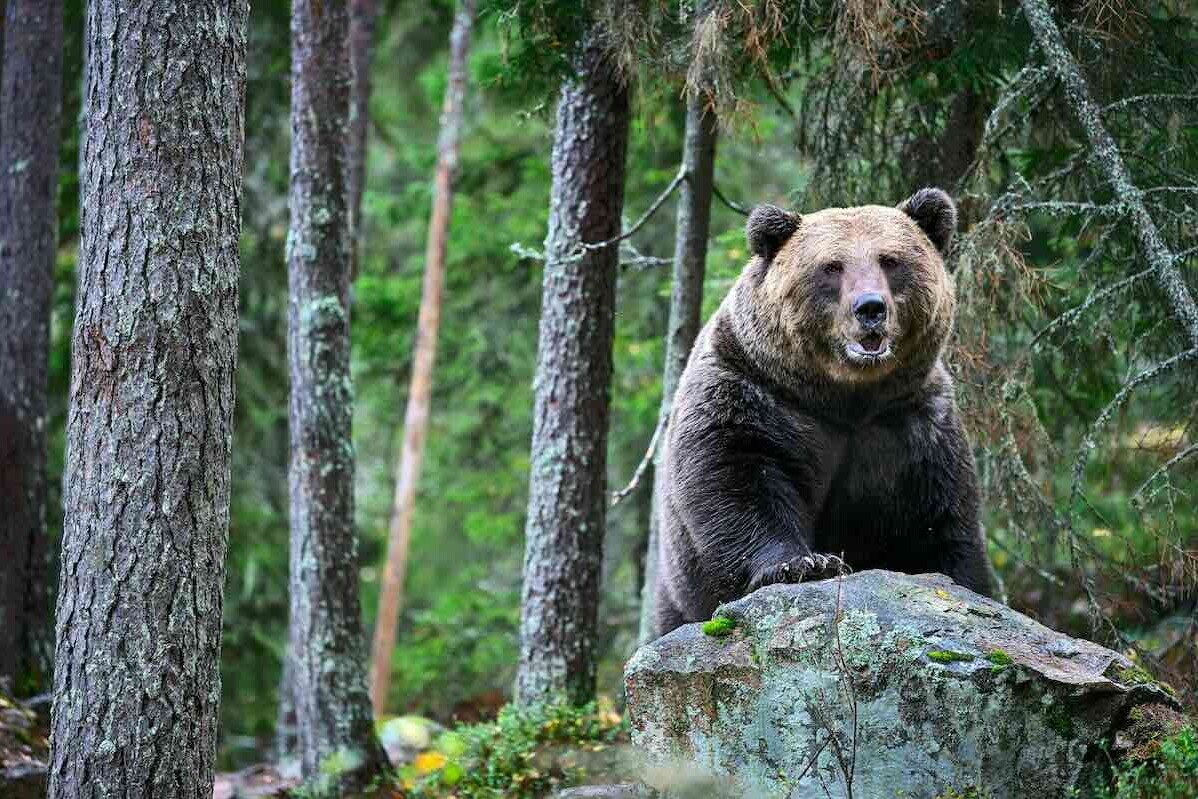 Bear