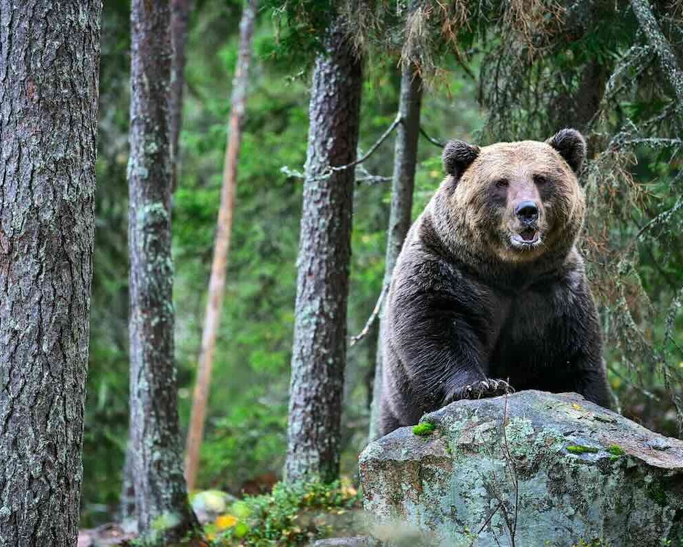 Bear