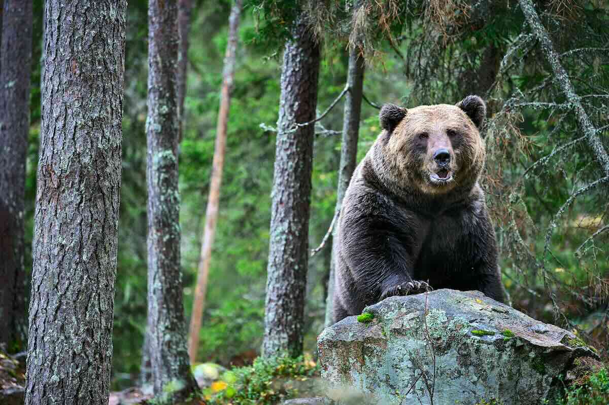 Bear